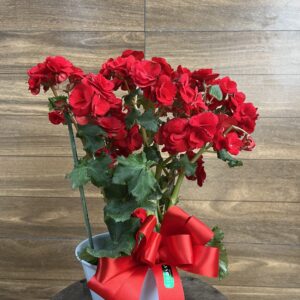 Begônia no cachepô