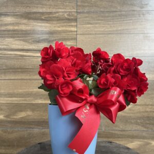 Mini Begônia no cachepô