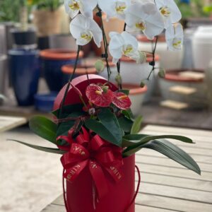 Box Orquídea + antúrio