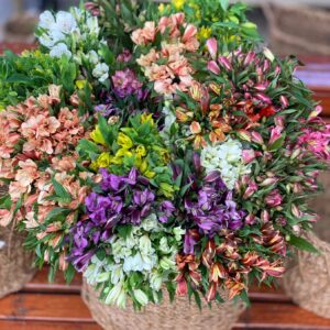 Astromélia (POR MAÇO)