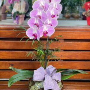 Orquídea no vidro