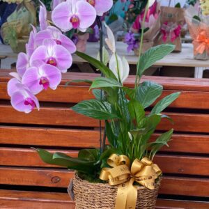 Orquídea e lírio da paz