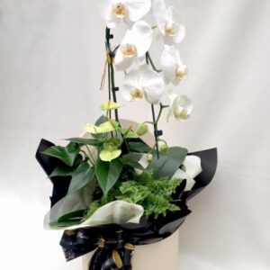Box Orquídea + Plantas Dia das Mães