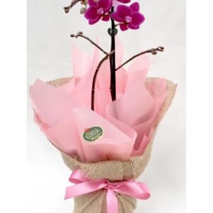 Mini Orquídea Dia dos Namorados