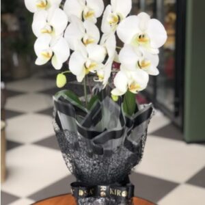 Orquídea branca plantada