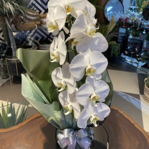 Orquídea cascata branca