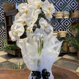 Orquídea cascata branca