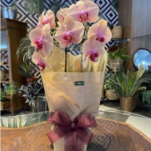 Orquídea cascata rosa