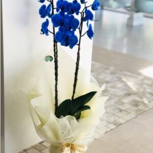 Orquídea Duo Azul