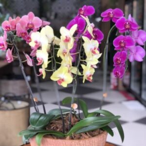 Orquídea Marcelo Almeida