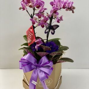 Orquídea mini Box