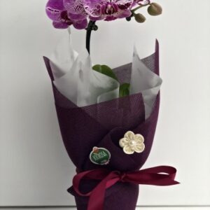 Orquídea Pequena Pink