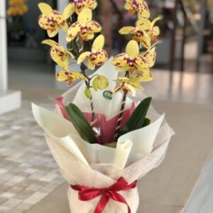 Orquídea Phalaenopsis