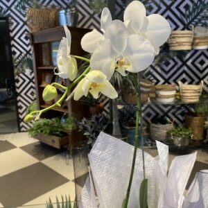 Orquídea Phalaenopsis branca