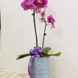 Orquídea + Vaso Cerâmica