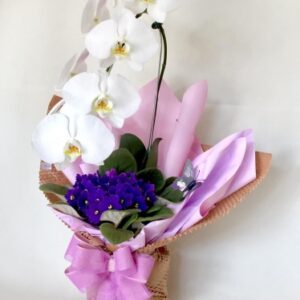 Orquídea + Violeta