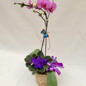 Orquídea + Violeta