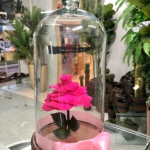 Rosa Eterna Pink