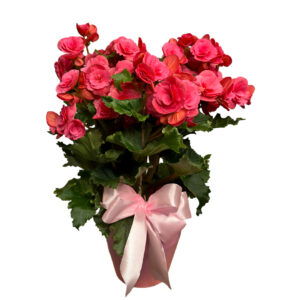 Begônia Rosa Grande no Cachepô