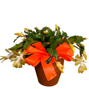 Flor de Maio no Cachepô