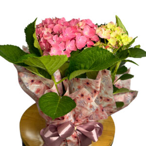 Hortênsia Rosa