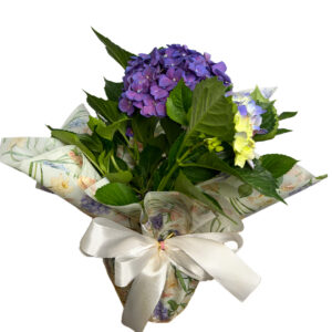 Hortênsia Roxa