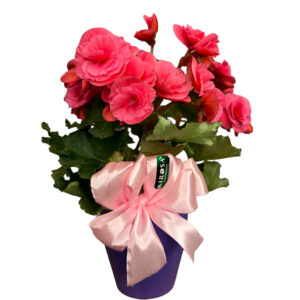 Mini Begônia Rosa no Cachepô