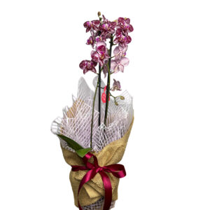 Mini Orquídea