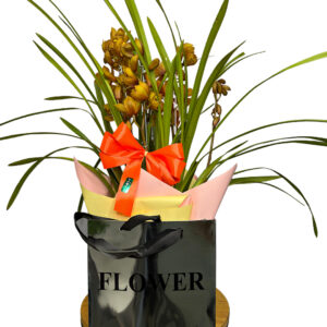 Orquídea Cymbidium na Sacola