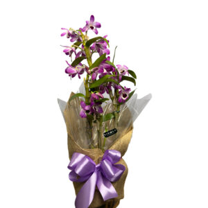 Orquídea Olho de Boneca