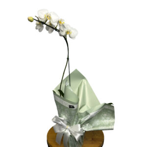 Orquídea Phalaenopsis Branca