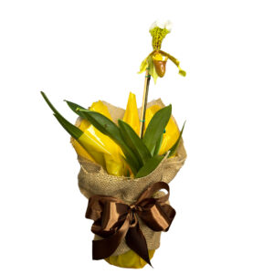 Orquídea Sapatinho