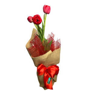 Tulipa Vermelha