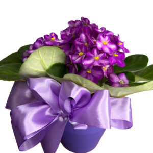 Violeta no Cachepô